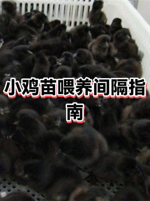 刚出生的小鸡一天喂几次