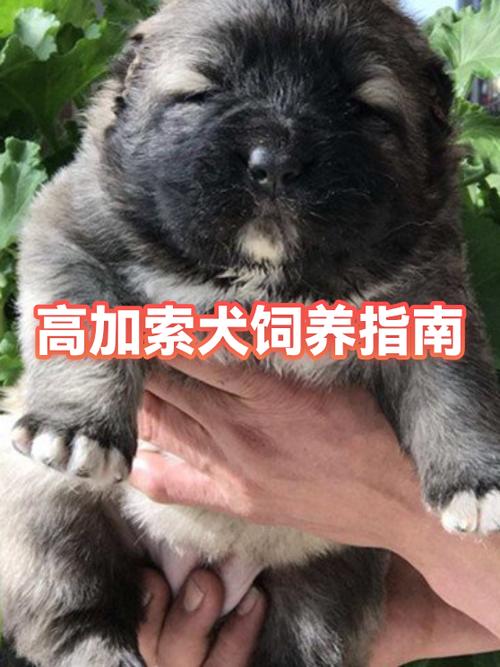 真狗是什么意思