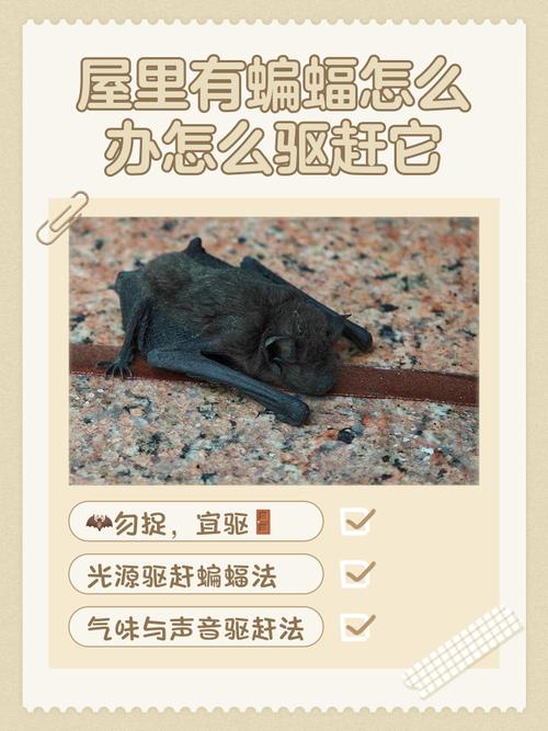 怎样驱赶蝙蝠不再回来