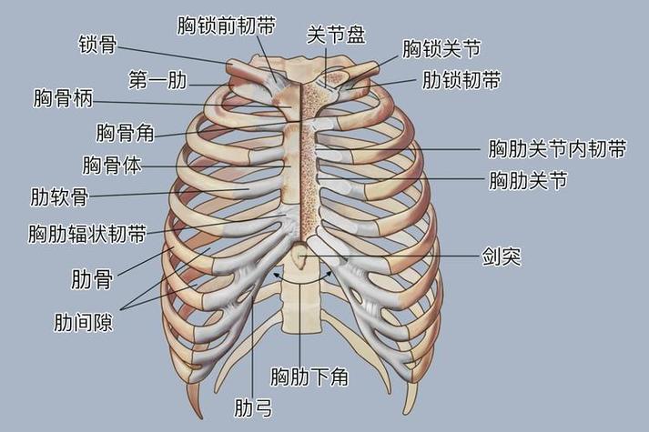 胸廓由什么组成
