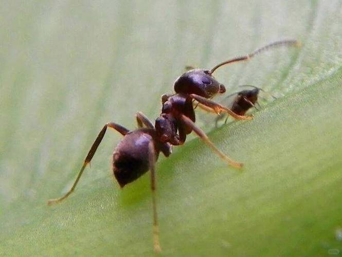 家里有极细小的蚂蚁