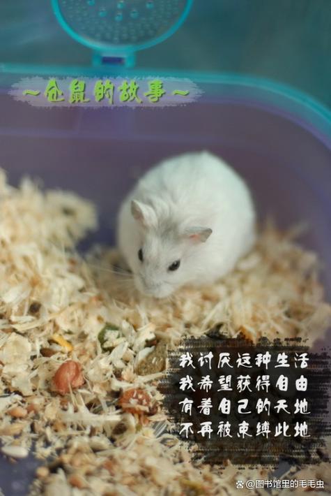 仓鼠丢了会自己回来吗