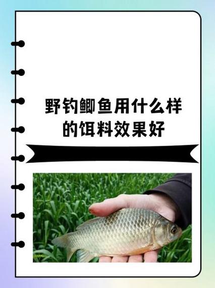 最好的鲫鱼饵料