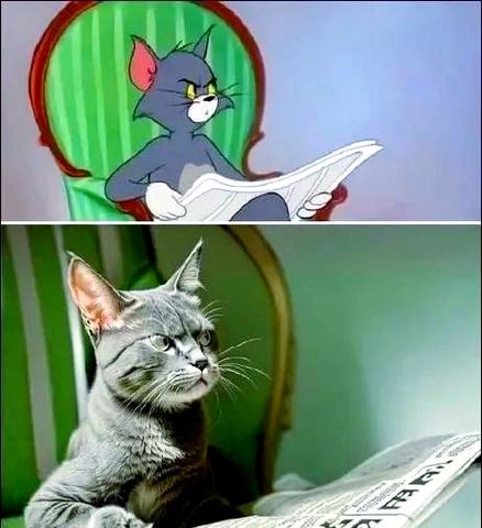 猫和老鼠靠墙图片