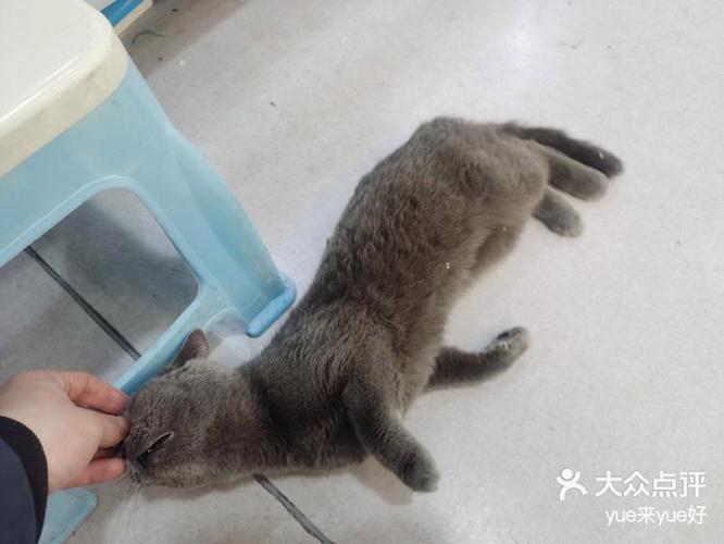 宠物猫吃鱼吗