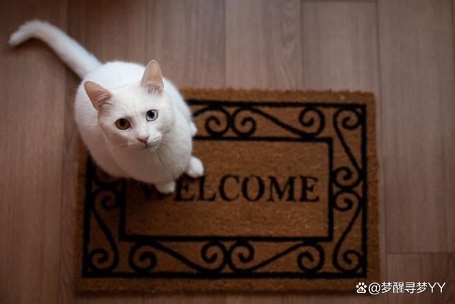 猫丢了找回来百试百灵的方法