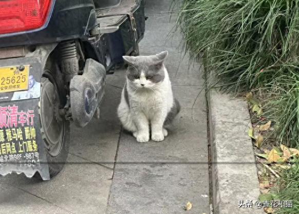 抛弃猫咪