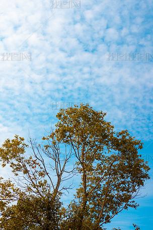 vivo手机自带天气