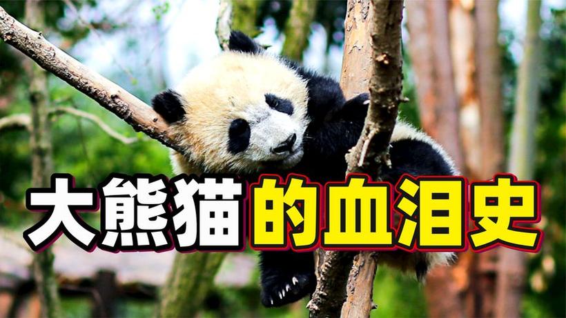 熊猫历史有多少年了
