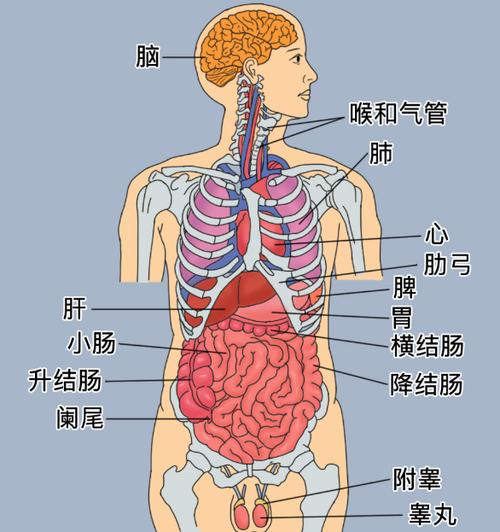 人体脏器结构图