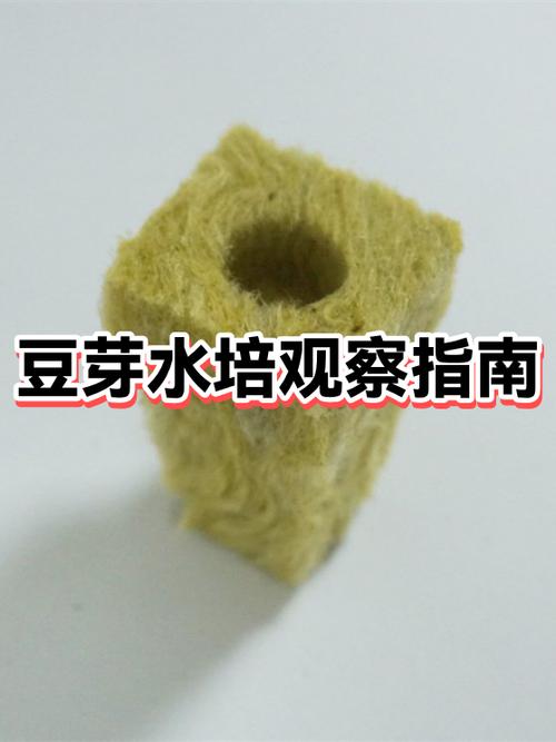 豆芽发芽制作过程