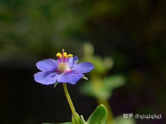 翠花影视野草口令