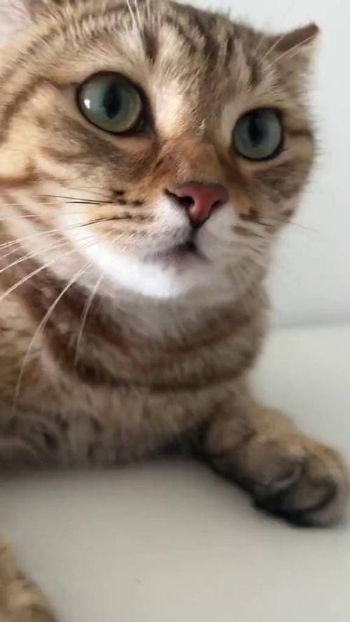 小猫咪叫声播放