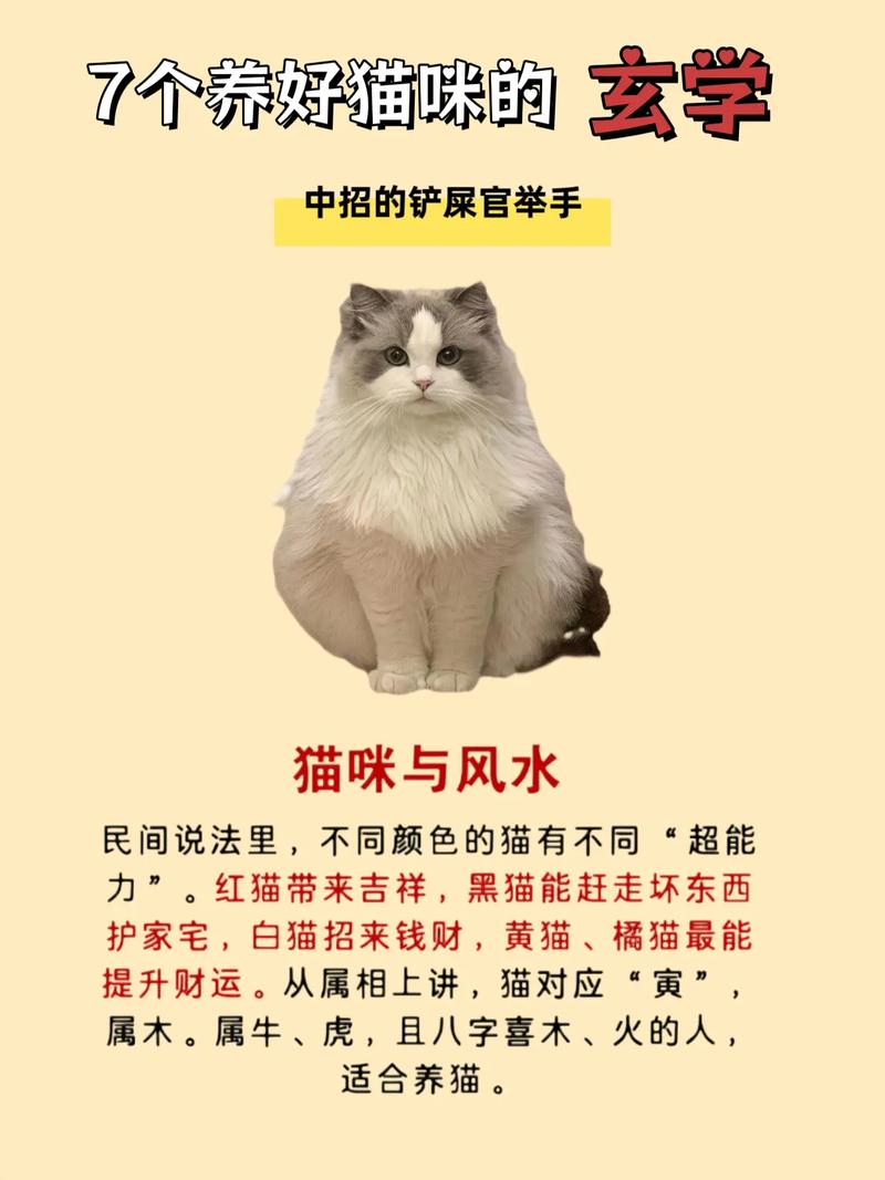 养猫镇宅原因