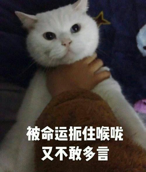 掐猫的喉咙子多久才断气
