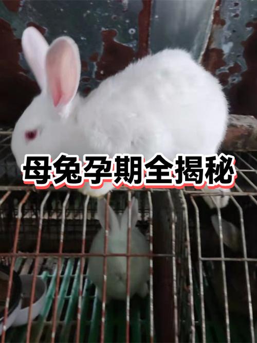 怎样知道母兔怀孕了呢