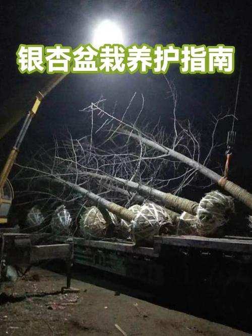 银杏树盆栽养殖方法