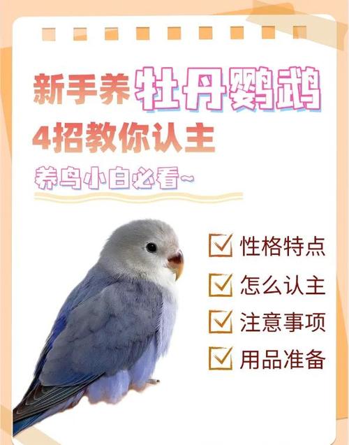 怎么才能让鹦鹉不怕人
