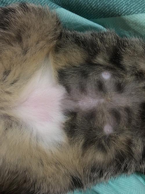 母猫咪咪