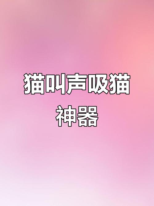 猫咪叫声吸引猫咪过来召唤小猫
