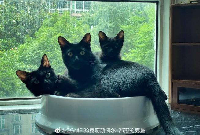地狱三头猫