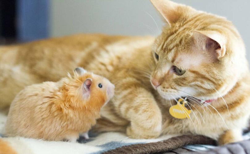 猫和老鼠灰色的小老鼠图片