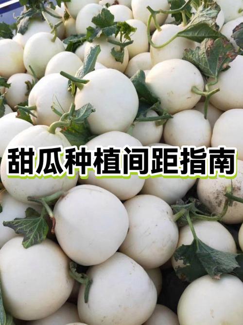 甜瓜喜阴还是喜阳
