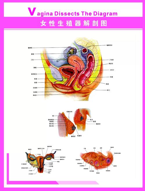 女性的胬是什么意思