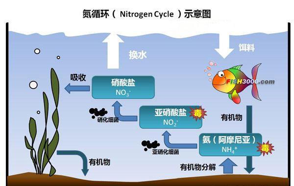 降氨氮最快方法