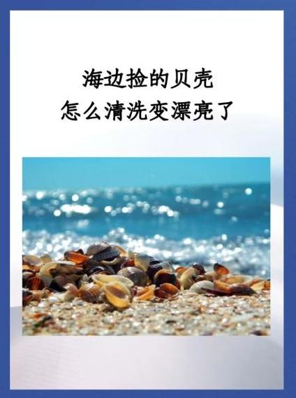 贝壳怎么处理干净