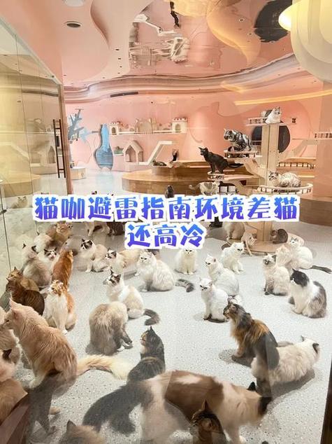去猫咖的注意事项