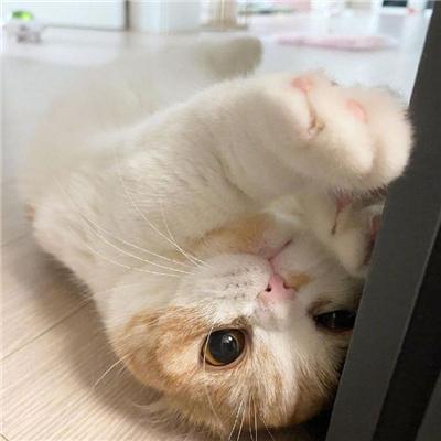 猫咪必火新版猫咪