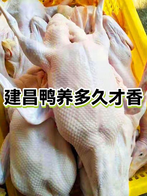 养什么鸭好养又赚钱