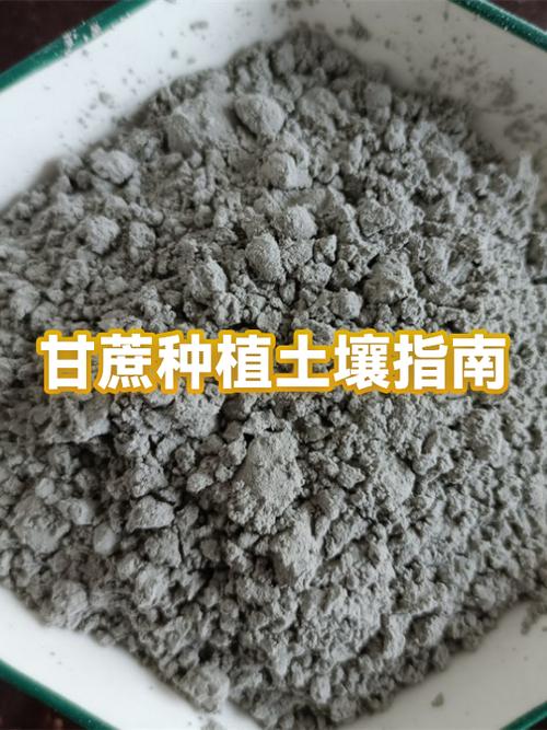 甘蔗种沙子还是泥土
