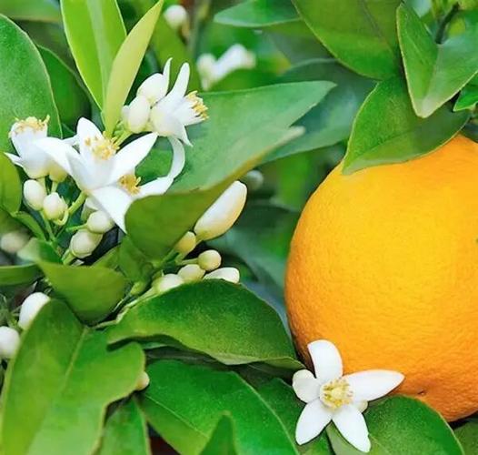 橙光游戏已拥有却还要鲜花