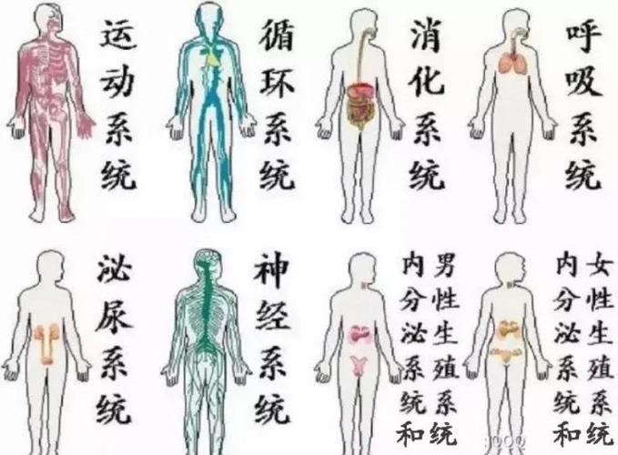 八大系统的组成结构和功能
