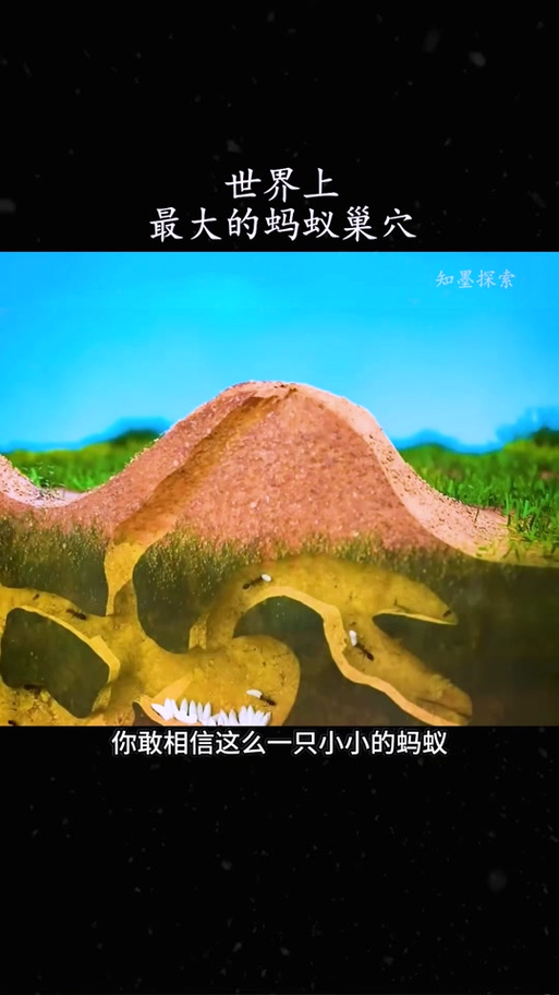 蚂蚁窝最新版本