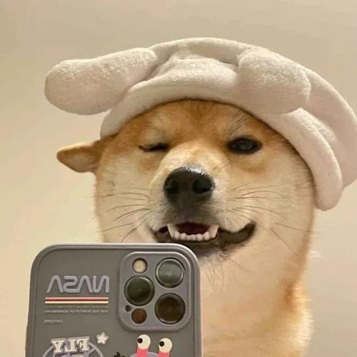 搞笑狗子头像