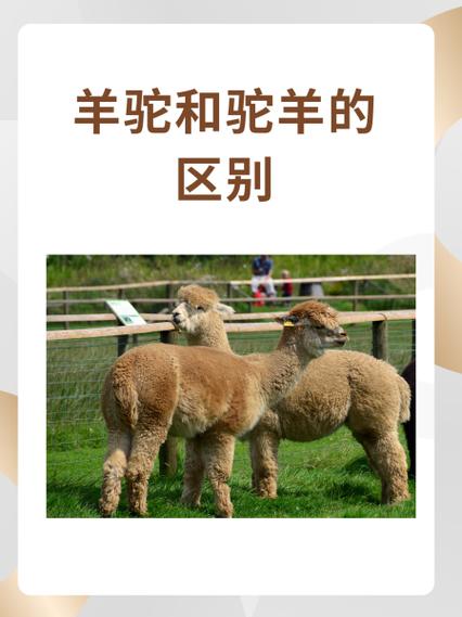 驼羊和羊驼的区别