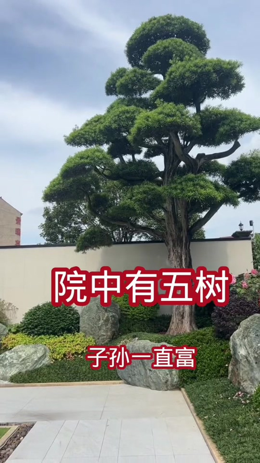 自家院子栽什么树最好