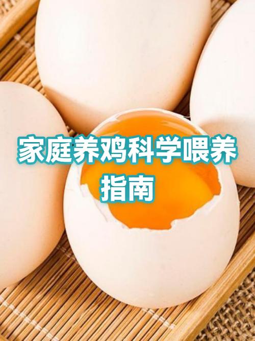 网上养鸡靠谱吗