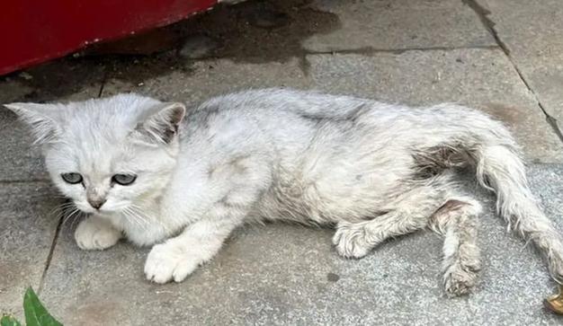 宠物猫被遗弃能生存吗