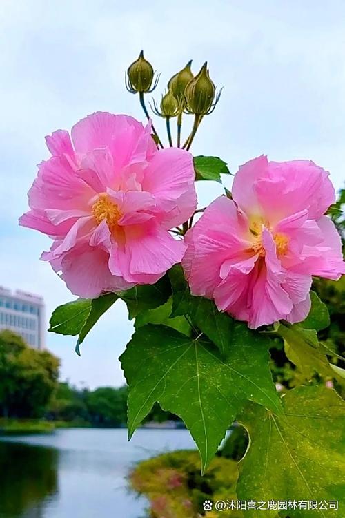 花颜花清池笔趣阁