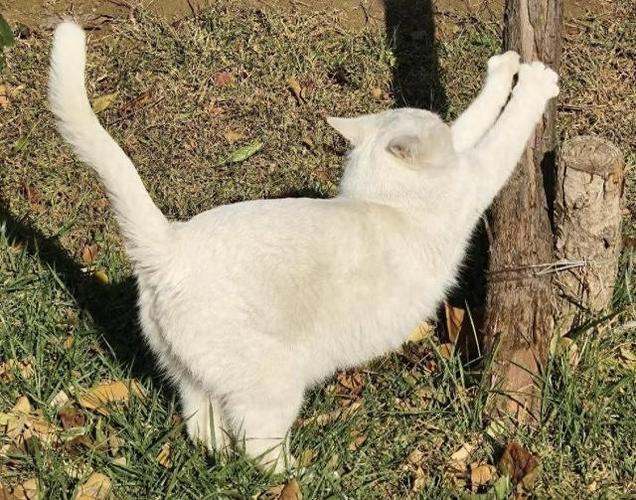 猫走丢后几天会自己回来
