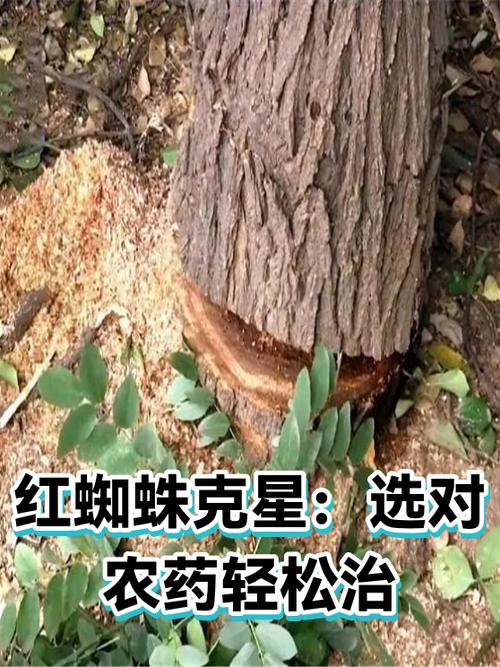 蜘蛛最怕什么东西