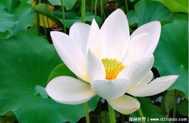 女性被称白莲花什么意思