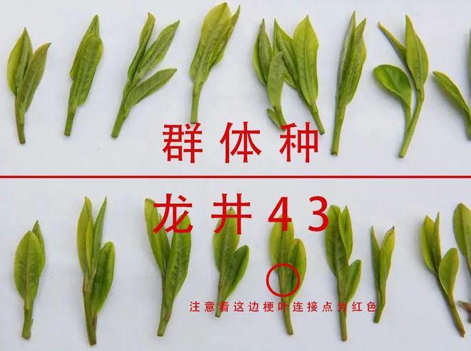 茶树栽深好还是浅栽好