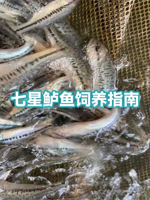 鱼缸养鱼喂食多久喂一次