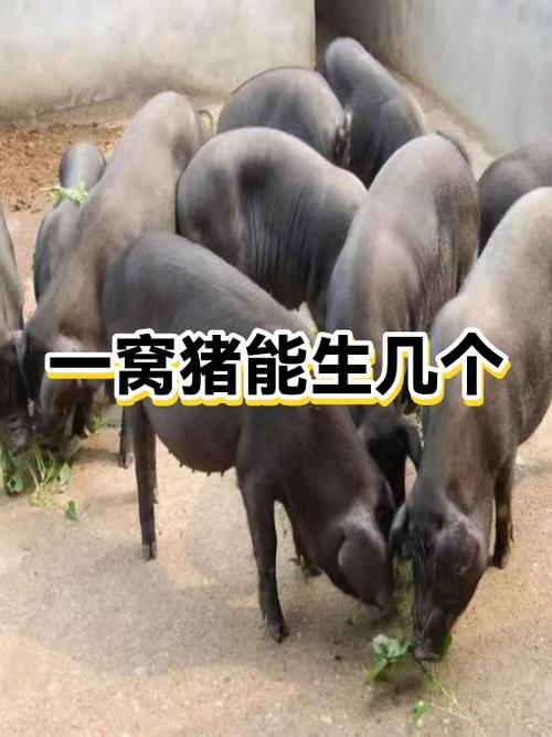 养10头母猪一年的利润