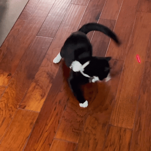 旋转猫表情包gif